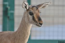 Gazella bennettii bennettii
