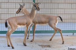 Al Ain Zoo