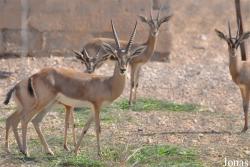 Al Ain Zoo
