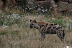 Safari de Peaugres