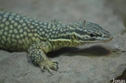 Varanus acanthurus