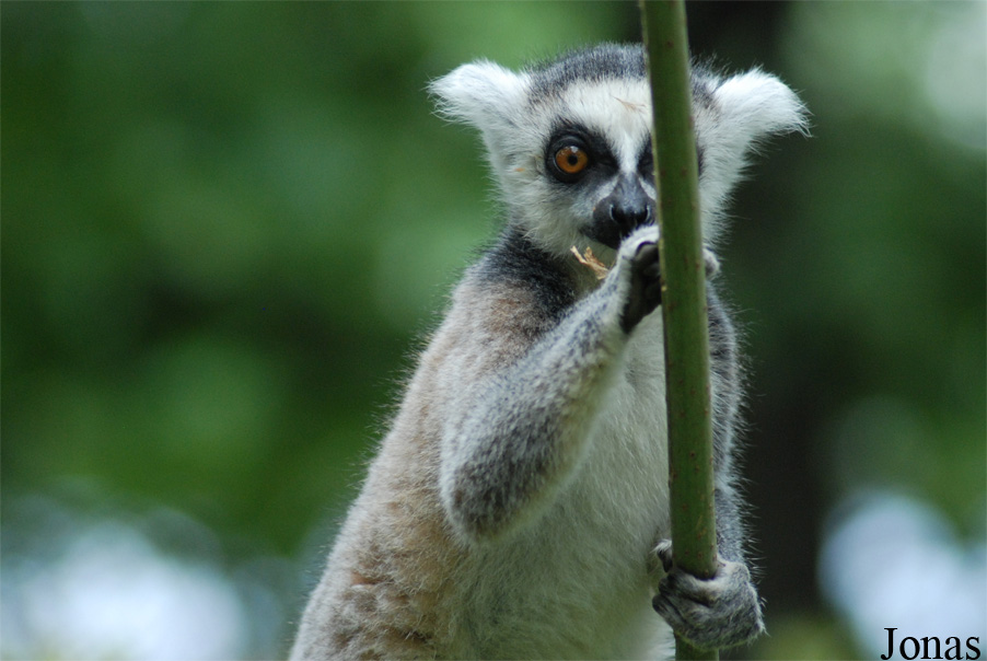 Safari de Peaugres