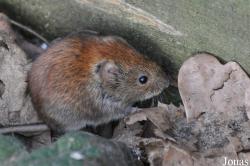 Myodes glareolus