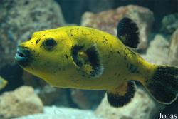 Aquarium du Grand Lyon