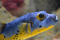 Arothron nigropunctatus