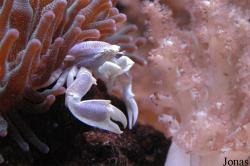 Neopetrolisthes maculatus