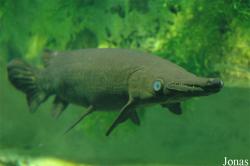 Atractosteus spatula
