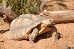 Centrochelys sulcata