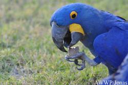 Al Wabra Wildlife Preservation
