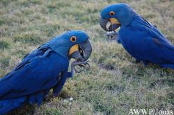 Al Wabra Wildlife Preservation