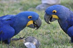 Al Wabra Wildlife Preservation