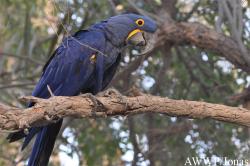 Al Wabra Wildlife Preservation