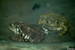 Beijing Zoological Gardens