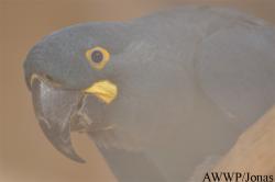 Anodorhynchus leari