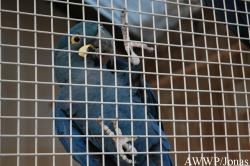 Al Wabra Wildlife Preservation