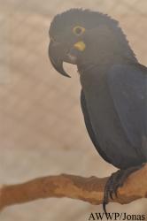 Al Wabra Wildlife Preservation