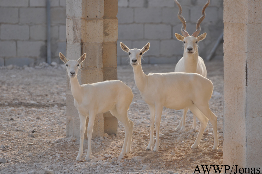 Al Wabra Wildlife Preservation