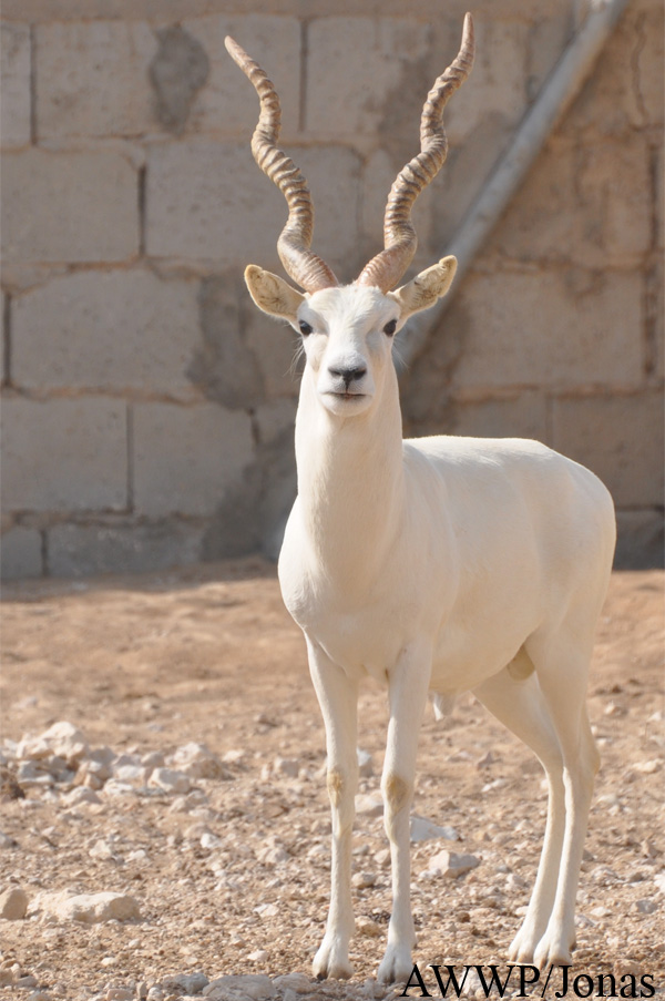 Al Wabra Wildlife Preservation