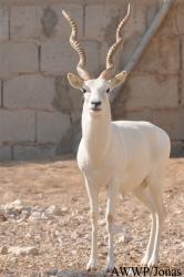 Al Wabra Wildlife Preservation