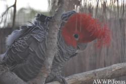 Al Wabra Wildlife Preservation