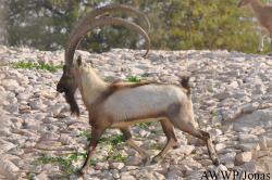Capra aegagrus