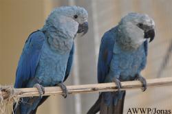 Al Wabra Wildlife Preservation