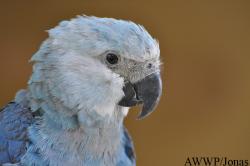 Al Wabra Wildlife Preservation