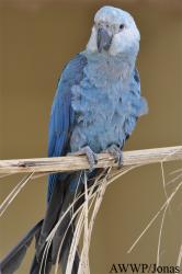 Al Wabra Wildlife Preservation