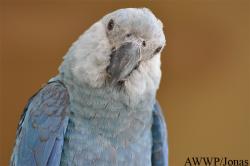 Al Wabra Wildlife Preservation