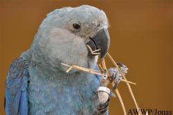 Al Wabra Wildlife Preservation