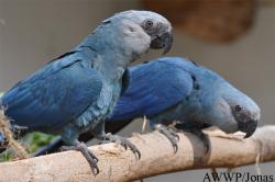 Al Wabra Wildlife Preservation
