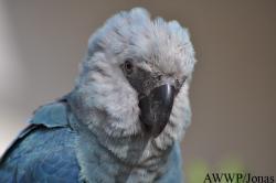 Al Wabra Wildlife Preservation