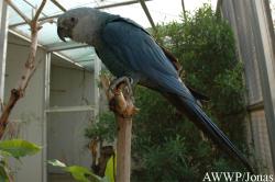 Al Wabra Wildlife Preservation