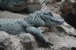 Beijing Zoological Gardens