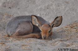 Al Wabra Wildlife Preservation