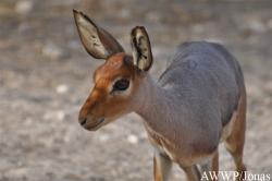 Al Wabra Wildlife Preservation