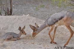 Al Wabra Wildlife Preservation
