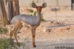 Al Wabra Wildlife Preservation