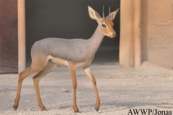 Al Wabra Wildlife Preservation