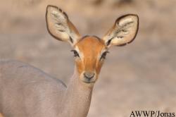 Al Wabra Wildlife Preservation