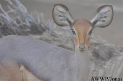 Al Wabra Wildlife Preservation