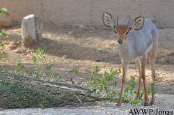 Al Wabra Wildlife Preservation
