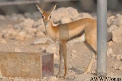 Al Wabra Wildlife Preservation