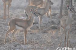 Al Wabra Wildlife Preservation