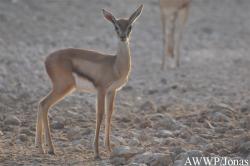 Al Wabra Wildlife Preservation