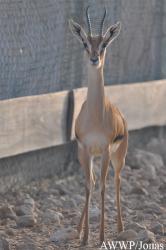 Al Wabra Wildlife Preservation