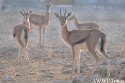 Al Wabra Wildlife Preservation