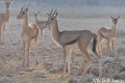 Al Wabra Wildlife Preservation