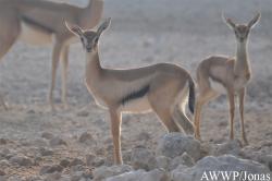 Al Wabra Wildlife Preservation