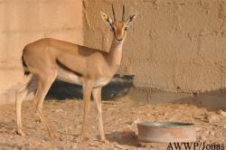 Al Wabra Wildlife Preservation